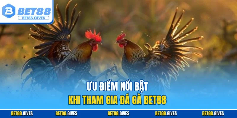 Ưu điểm nổi bật khi tham gia Đá gà BET88